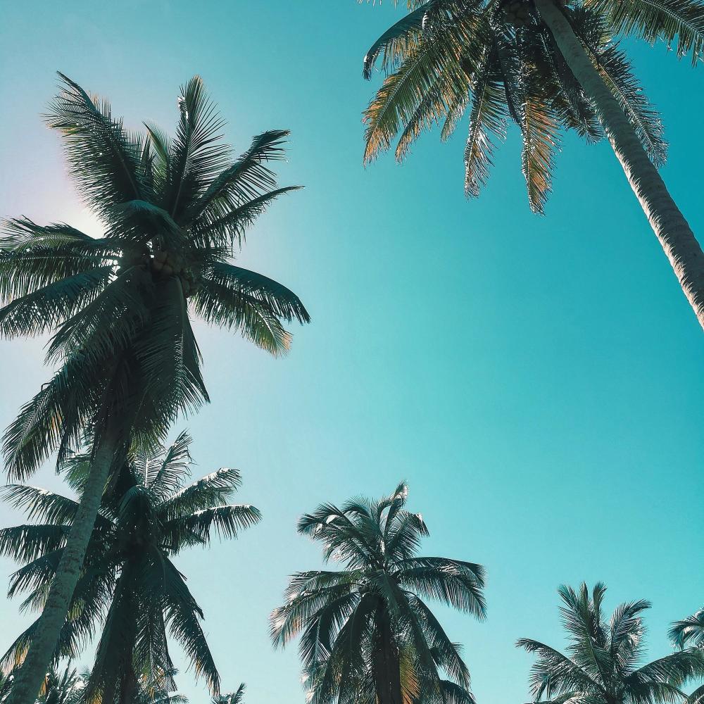 Paradise