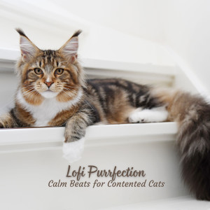 Album Lofi Purrfection: Calm Beats for Contented Cats oleh Lofi Rain