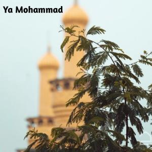 Album Ya Mohammad (Explicit) from BVR