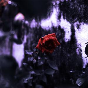 收聽Damien Jeunet的Rainy Rose歌詞歌曲