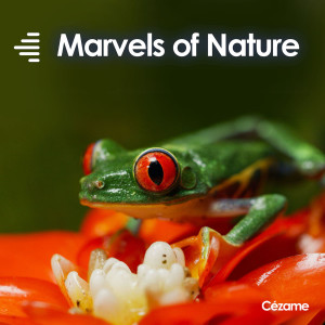 Album Marvels of Nature from Baptiste Thiry