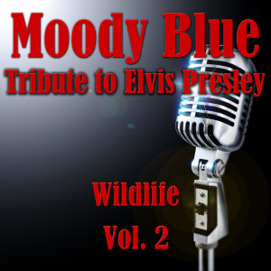 收聽Wildlife的Moody Blue歌詞歌曲
