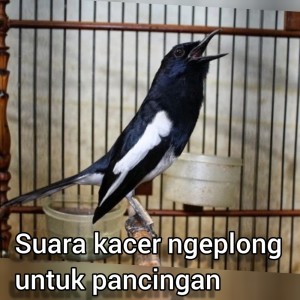 Dengarkan Suara Kacer Ngeplong Untuk Pancingan (Live) lagu dari master kacer 87 dengan lirik
