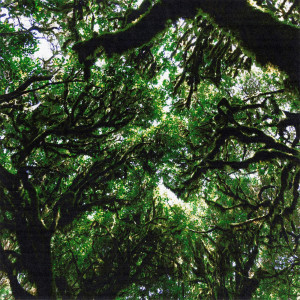 Listen to Grove song with lyrics from Michelle Willis