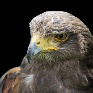 Listen to Mountain Chirp song with lyrics from Relax Bird Sounds