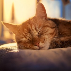 Barba armónica的專輯Calma Nocturna Con Hip Hop Para Gatos Serenos