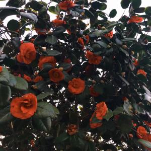 Listen to temporary nothing song with lyrics from mxmtoon