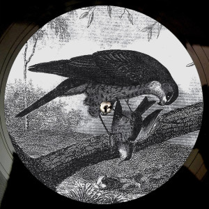 Listen to Bird Of Prey song with lyrics from Karma Kid