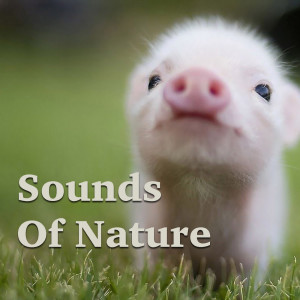 Listen to Song Of The Universe song with lyrics from Massage