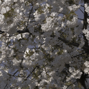 Arbour的专辑In The Shade