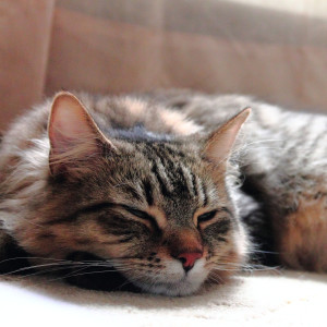 School of Rain的專輯Rainy Cat Nap Melodies: Soothing Binaural Music for Restful Sleep