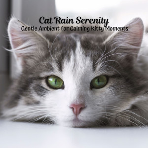 Album Cat Rain Serenity: Gentle Ambient for Calming Kitty Moments oleh Catching Sleep