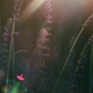 Album Farewell from Chris Lynch