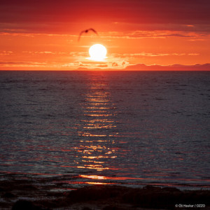 Album Til þín ástin mín from Óli H Þórðarson