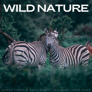 Wild Nature: Serene Forest & Birds Sounds To Achieve Inner Peace