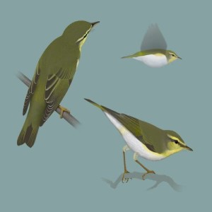 收聽Polskie Ptaki的Bird sounds - Wood Warbler歌詞歌曲