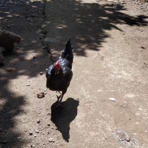 Listen to Ayam song with lyrics from dedek maulida