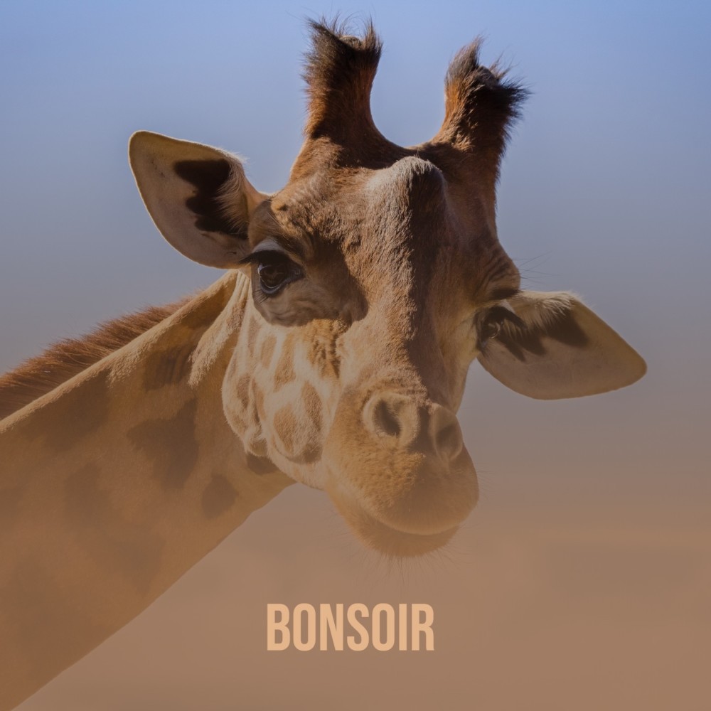 Bonsoir My Love