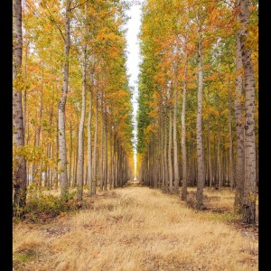 Listen to Easy song with lyrics from Relaxing Music