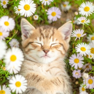 ดาวน์โหลดและฟังเพลง La Quietud Del Pelaje Bajo Tus Pies พร้อมเนื้อเพลงจาก Lluvia Caída