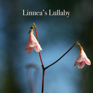 ดาวน์โหลดและฟังเพลง Linnea's Lullaby พร้อมเนื้อเพลงจาก Muriël Bostdorp