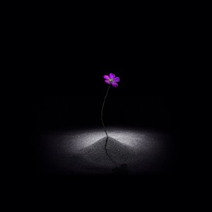 收聽글루 (Glue)的Wildflower歌詞歌曲