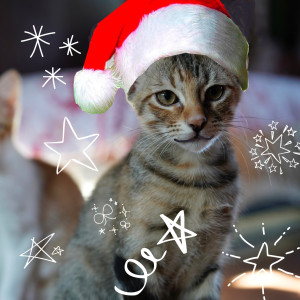 Dengarkan lagu Last Christmas Cat nyanyian Maxgrecus dengan lirik