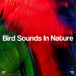 Album !!!" Bird Sounds In Nature "!!! from Sleep Sounds of Nature