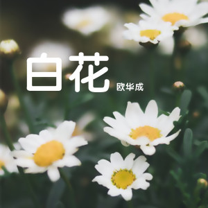 อัลบัม 白花 ศิลปิน 欧华成