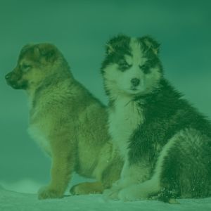 Chilled Background for The Cutest Dogs