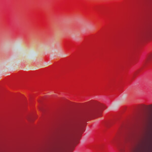 Album Engender (Explicit) from ORCA