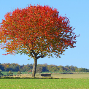 ดาวน์โหลดและฟังเพลง Breath of Life พร้อมเนื้อเพลงจาก Nature Sounds