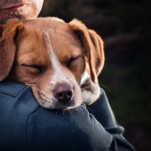 ดาวน์โหลดและฟังเพลง Rover Tranquilo พร้อมเนื้อเพลงจาก Musica Para Perros Paz