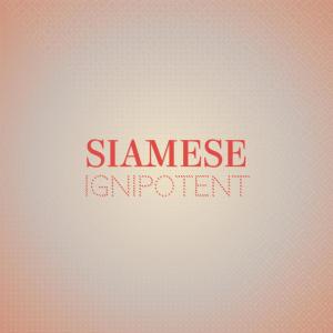 Siamese Ignipotent dari Various