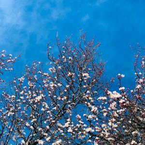 收聽tomR的The Rowan Tree (feat. Flavius Ursache & Scott Richardson)歌詞歌曲