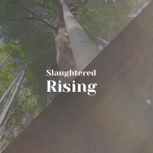 Album Slaughtered Rising from 