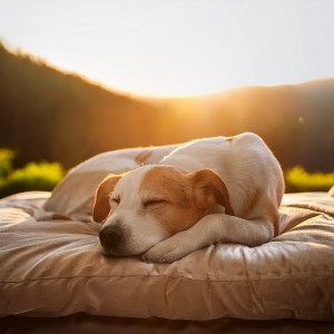 ดาวน์โหลดและฟังเพลง Los Ecos Suaves Ayudan A La Tranquilidad พร้อมเนื้อเพลงจาก Paz total para animales