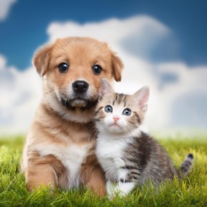 ดาวน์โหลดและฟังเพลง Serenatas Suaves Para Mascotas พร้อมเนื้อเพลงจาก Grillos virtuales