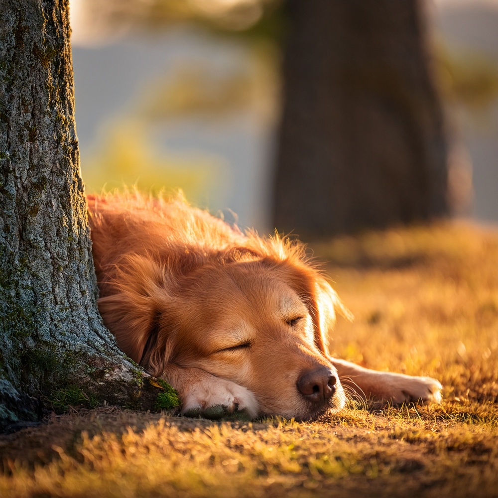 Rhythms That Calm the Canine Spirit