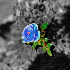 收聽SoMo的Blue Rose歌詞歌曲