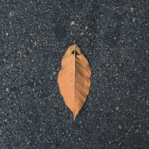 收听洋菟的这个城市风好大 (热播版)歌词歌曲