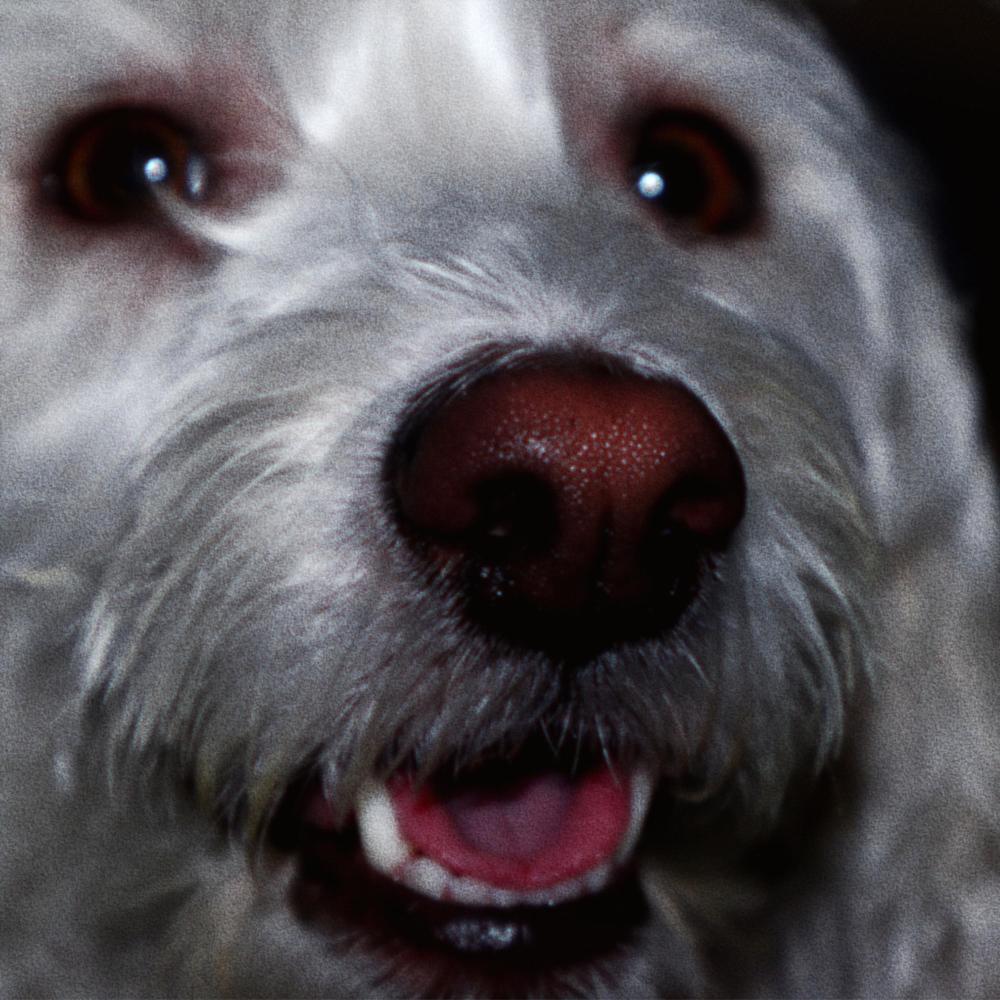 DOGS