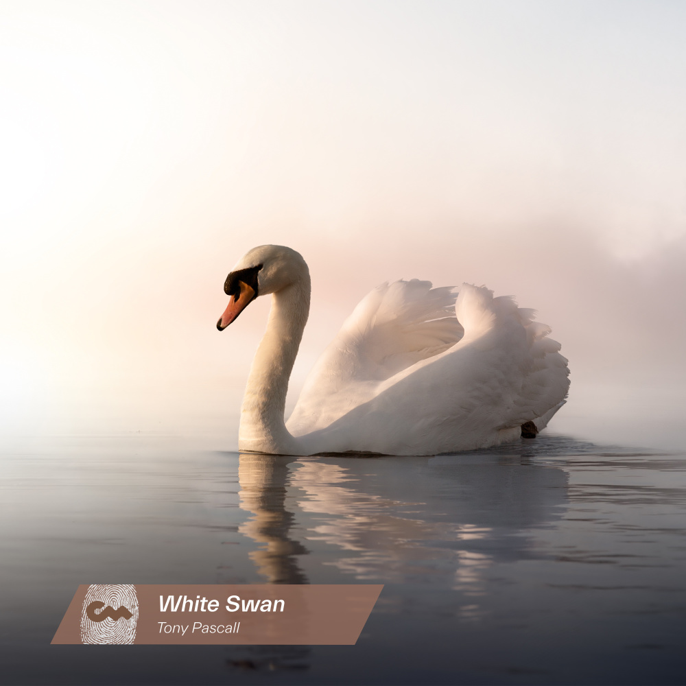 White Swan