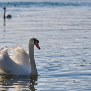 Dengarkan lagu Aku Rindu Dirimu Ibu nyanyian puji dengan lirik