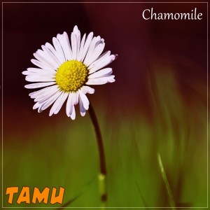 Listen to Сhamomile song with lyrics from Tamu