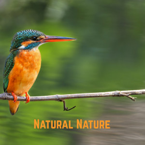 อัลบัม Natural Nature ศิลปิน The Jackass-Penguin Show
