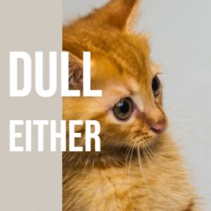Listen to Dull Either song with lyrics from Giano