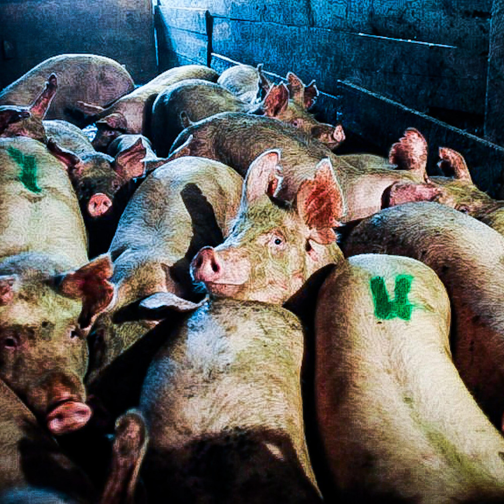 Slaughterhouse (Explicit)