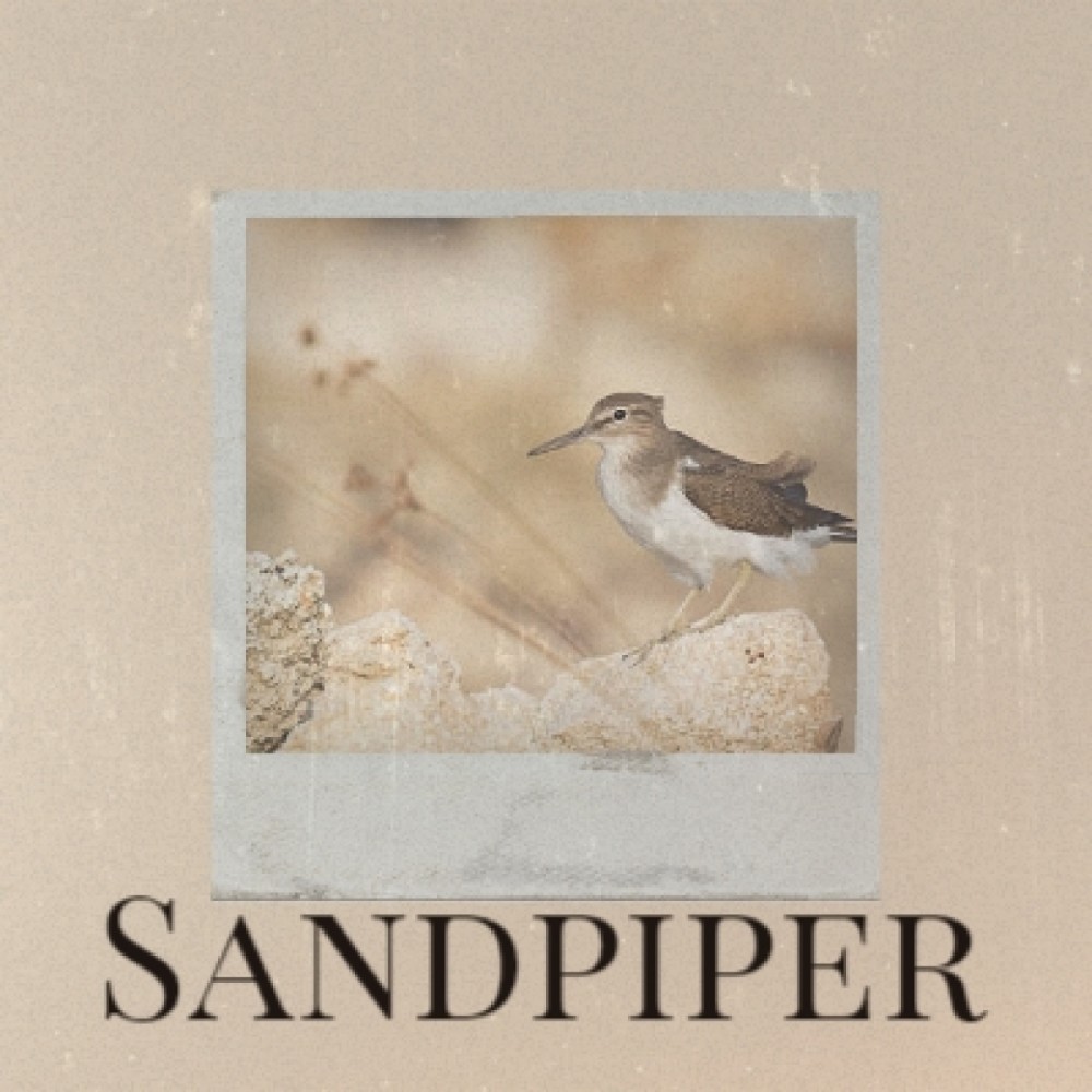 Sandpiper