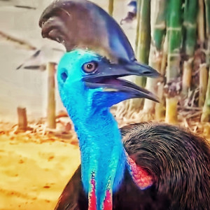 Album Casuarius from Eustakio